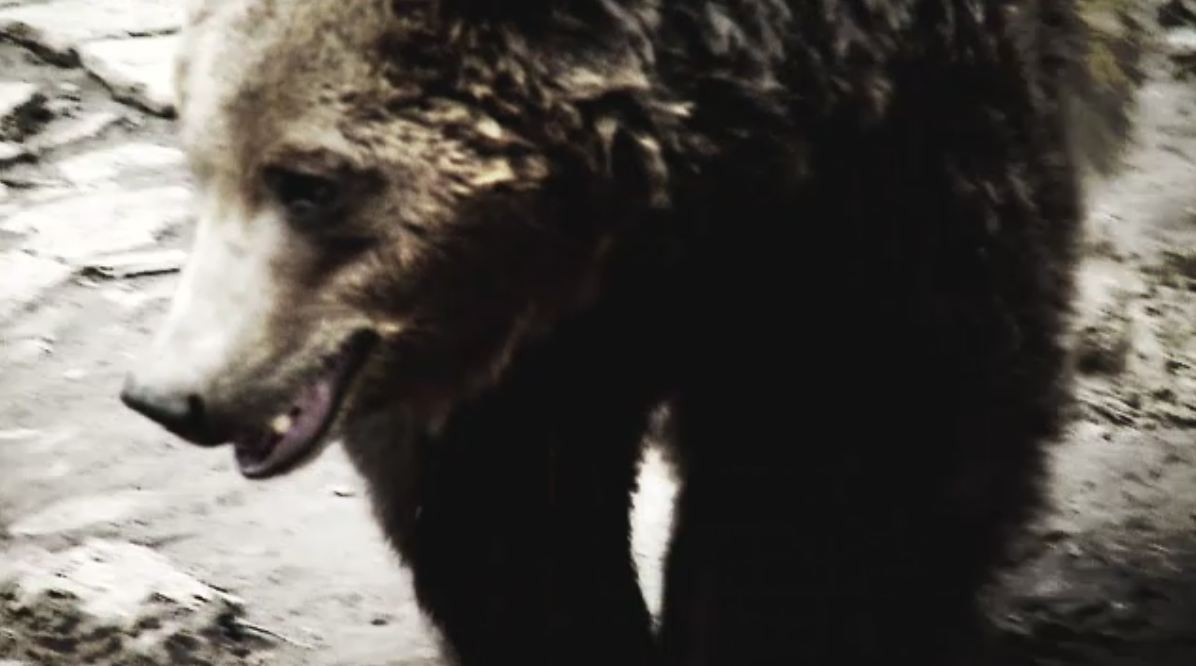 Barbat atacat de urs in Maramures. "M-a prins cu coltii de mana. Am lovit-o cu pumnii, cu parul in cap"