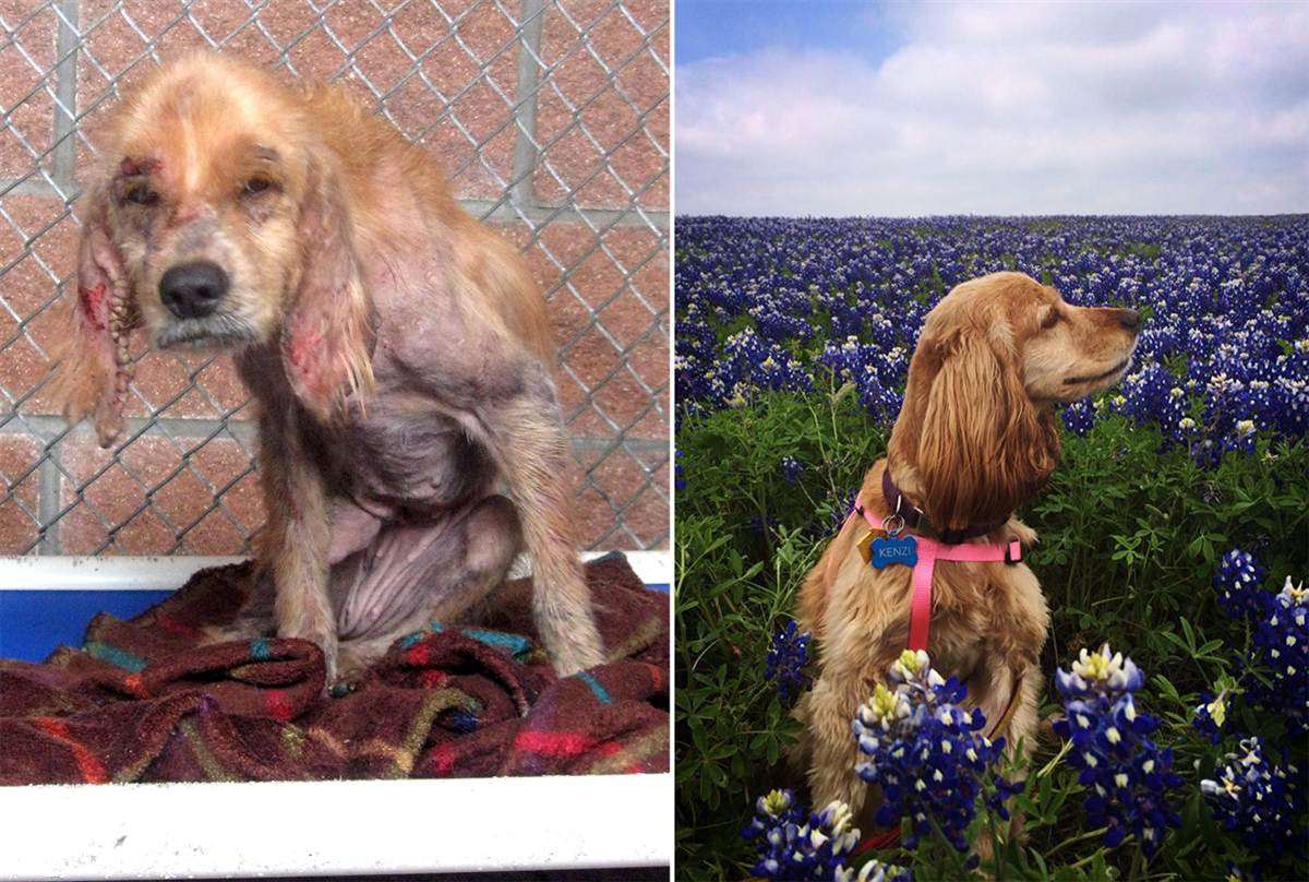 Atat de urati incat nimeni nu-i lua acasa. Campania care a transformat radical zeci de caini neingrijiti si raniti