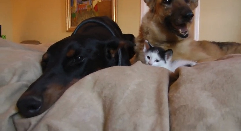 VIDEO 8 august este Ziua Internationala a Pisicilor: cum arata un pisoi intre doi catei