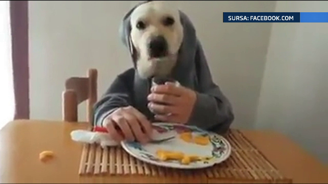 Cainele care ia masa ca un om. Experimentul amuzant al unui barbat