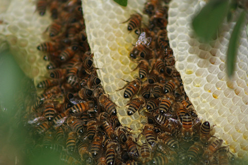 Sfarsit cumplit pentru un tanar din judetul Alba. A murit dupa ce a fost atacat de un roi de albine salbatice