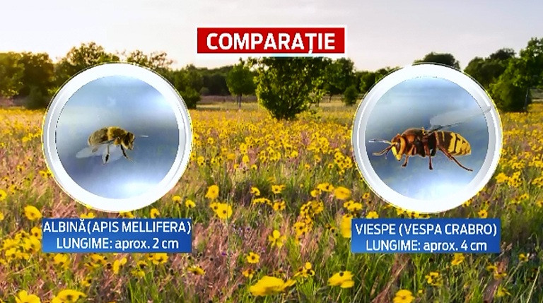 13 credinciosi, greu incercati in drumul spre manastirea Mihai Voda. Oamenii au fost atacati de un roi de viespi uriase