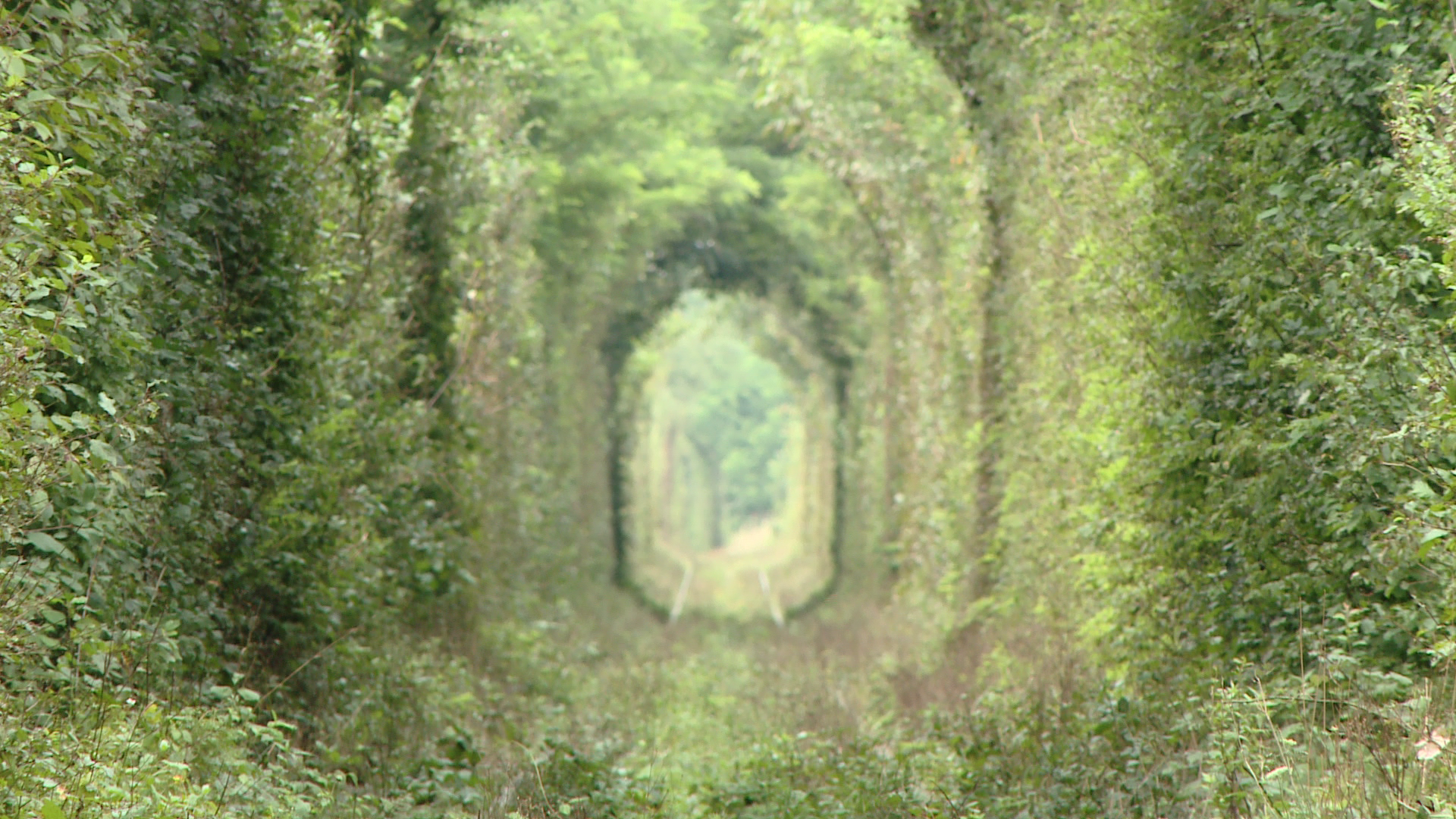 O „comoara” ascunsa din Banat, descoperita intamplator de doi fotografi. Ce masura a luat Parlamentul European