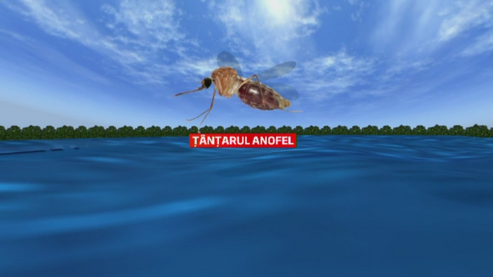 Ce trebuie sa stii despre invazia de tantari din ultimele luni. Ploile torentiale anuleaza efectele substantelor imprastiate