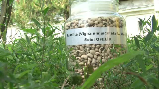 "Sahara Olteniei", locul care se transforma in desert in lipsa irigatiilor. Soiurile tropicale, inghesuite printre pepeni