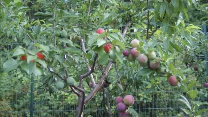 Cum arata pomul care da 40 de tipuri diferite de fructe. Un exemplar se vinde cu 30.000 de dolari