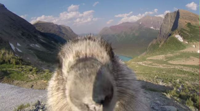 Aparitie surprinzatoare in cadru. O marmota "inspecteaza" camera celor de la Greenpeace, pe cand aceasta inregistra. VIDEO