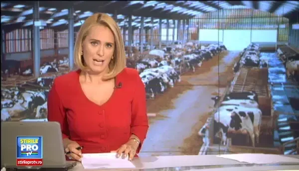 Telemeaua romaneasca se vinde in Occident si cu 200 lei/kg. Formula prin care 5 fabrici exporta in tari cu traditia laptelui