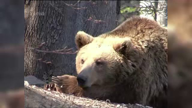 Barbat dus cu elicopterul la spital, dupa ce a fost atacat de urs, pe Retezat. Gestul care a dezlantuit fiara