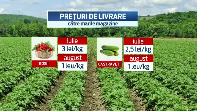 Producatorii de legume din Romania, loviti de embargoul impus de Rusia Uniunii Europene. Preturile s-au prabusit cu 70%