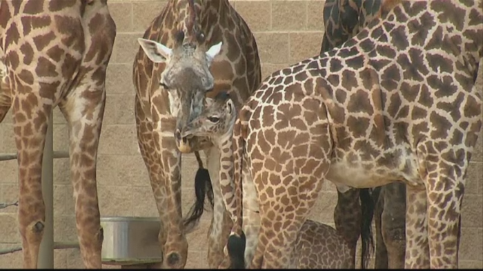 Cea mai "pofticioasa" girafa se afla la Gradina Zoologica din Houston. Ce a facut Kamili cand a fost prezentata publicului