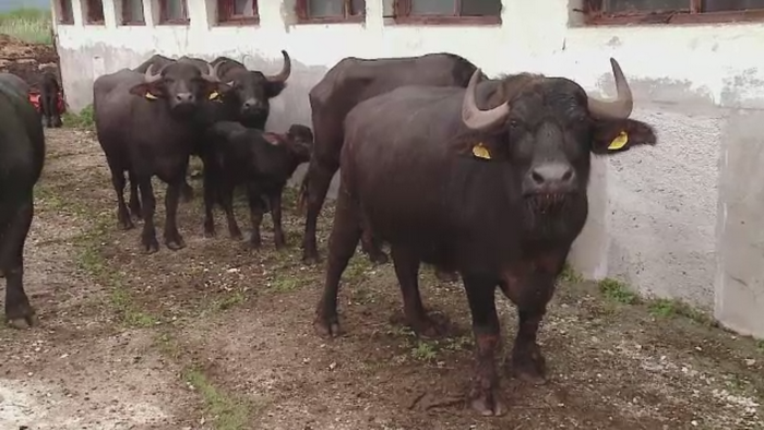 Bivolii din Romania vor fi la fel de rari ca zimbrii. Doi frati din Cluj au investit peste 1 milion de euro in 130 de animale