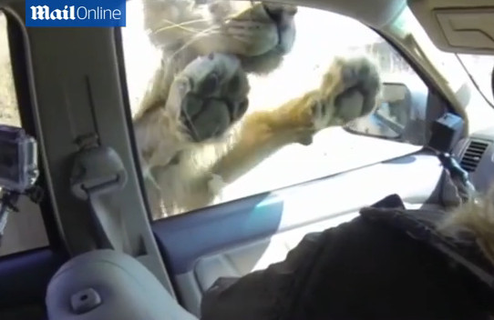 S-au jucat cu viata. Ce au facut patru producatori de film, in timp ce masina lor era atacata de un leu