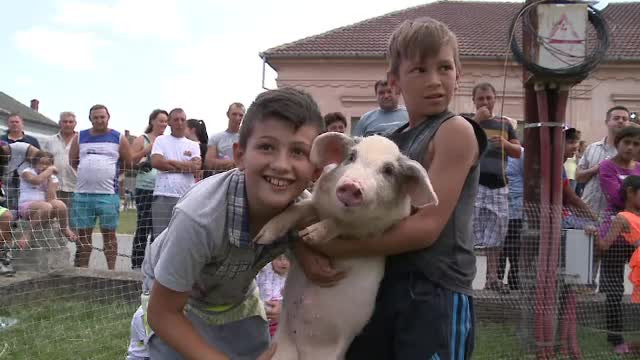 Zeci de copii au luat parte la un concurs de prins purcei, la Pecica, in judetul Arad