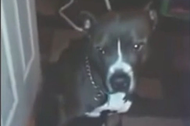 Ce se intampla cu un caine care a inghitit drogurile stapanei sale. FILMAREA a starnit revolta iubitorilor de animale