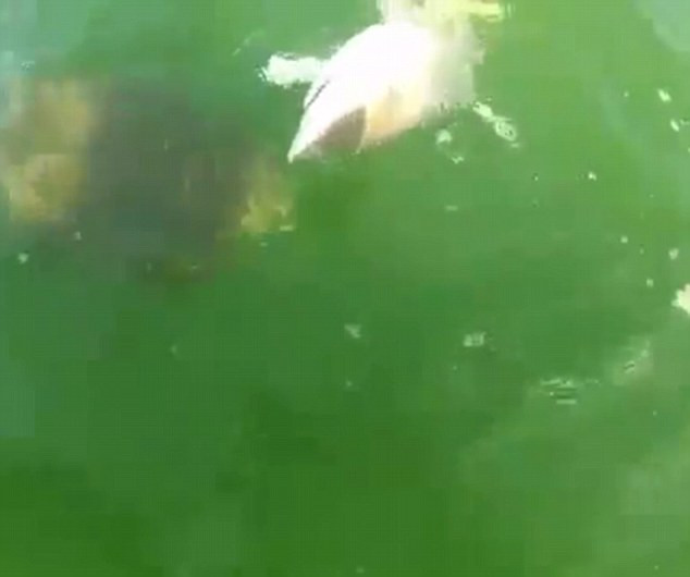 Momentul in care un peste inghite un rechin. Pescarii au filmat totul. VIDEO