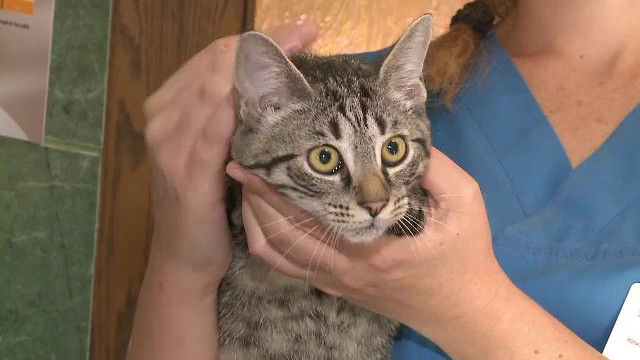 Pisica gasita impuscata in cap, in Arad, si-a revenit si isi cauta stapan. Cu cine s-a imprietenit la cabinetul veterinar