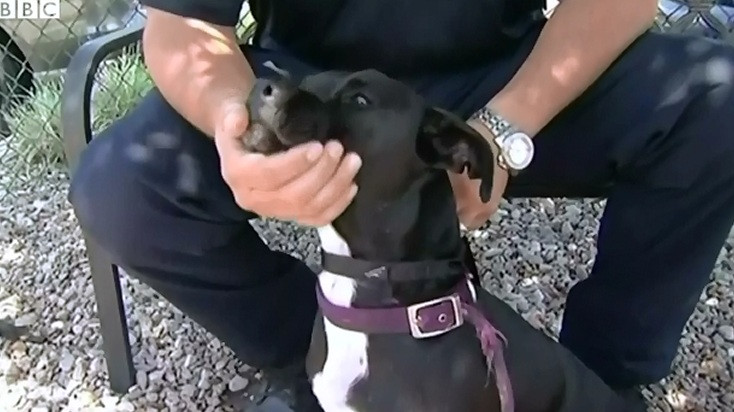 Catelusa ratacita pe autostrada, salvata de soferi. Oamenii au format un ambuteiaj pentru a o directiona spre margine