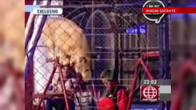 IMAGINI SOCANTE. O profesoara din Peru a fost la un pas de moarte, dupa ce a vrut sa le arate elevilor cat de docil e un leu