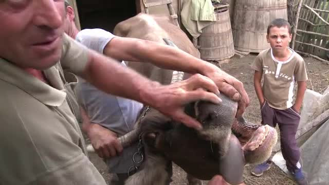 Austria a raportat oficial un focar al bolii limbii albastre, a anunțat Organizația Mondială pentru Sănătatea Animalelor