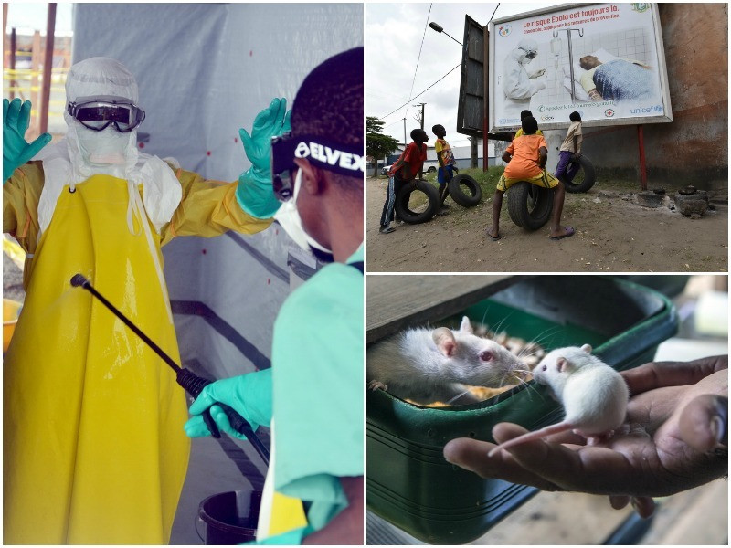 Ce se intampla cand supravietuiesti virusului Ebola si cat de eficient e ZMapp, tratamentul creat din anticorpi de la soareci