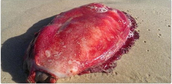 "Creatura" care a aparut pe o plaja din Australia. Ce a facut femeia care a descoperit-o