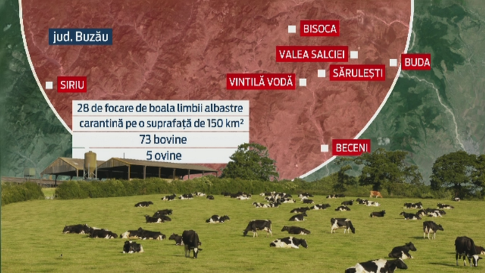 Romania intra in alerta sanitar-veterinara dupa ce boala limbii albastre la bovine a fost confirmata. Reactia ANSVSA