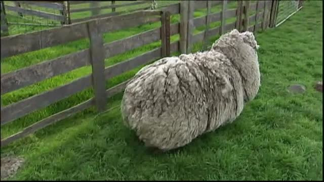 Dupa 6 ani in salbaticie, o oaie din Australia i-a lasat muti de uimire pe cei care au gasit-o. Ar putea marca un nou record