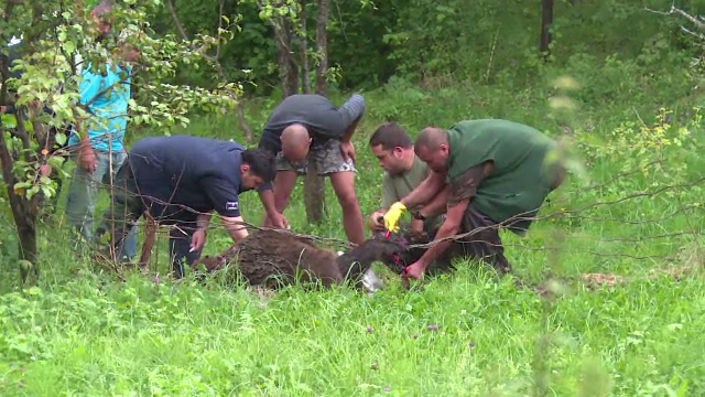 Urs de 200 de kilograme prins in "capcana" unui gard, in Dambovita. Operatiunea complicata in urma careia a fost eliberat