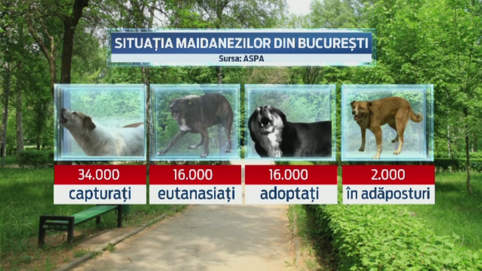 20.000 de maidanezi sunt inca liberi pe strazile din Capitala. De la moartea lui Ionut, 16.000 au fost eutanasiati