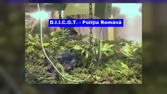 Captura de 1,5 milioane de lei. Politistii au descoperit 170 de kg de cannabis la sediile a doua firme din Bucuresti