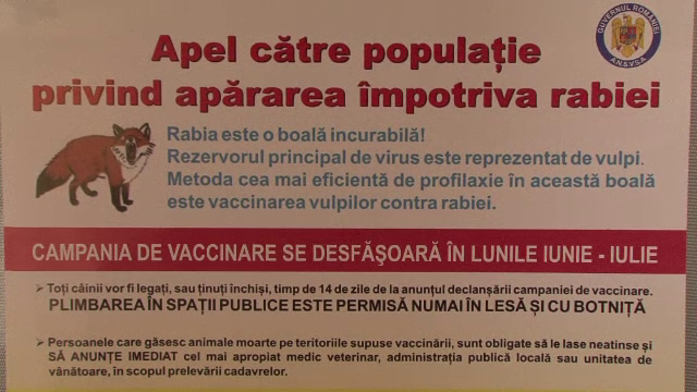 Invazie de vulpi intr-un sat din Braila. Oamenii se tem pentru animalele lor, dar si de o eventuala epidemie de rabie