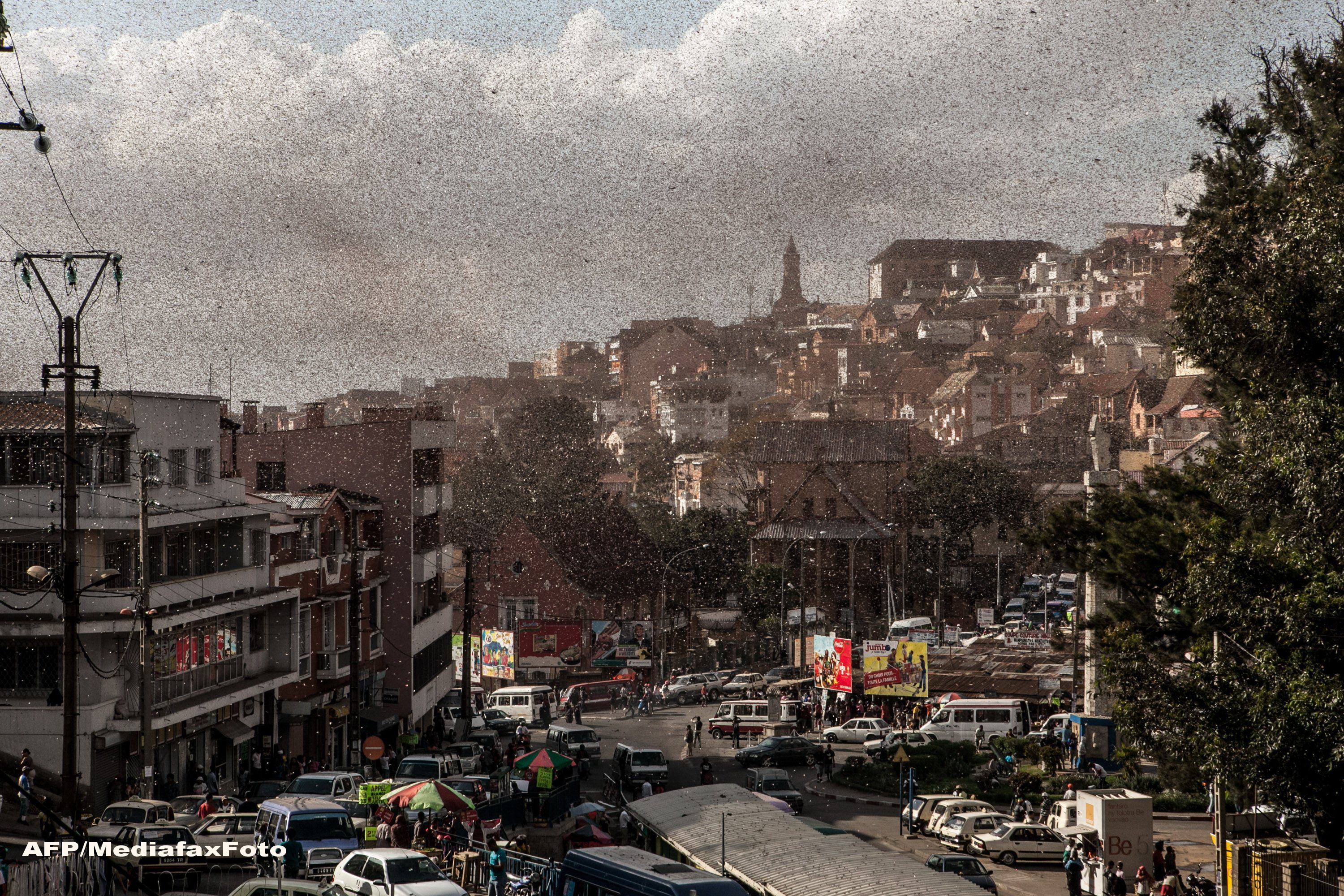 Invazie de lacuste in Madagascar