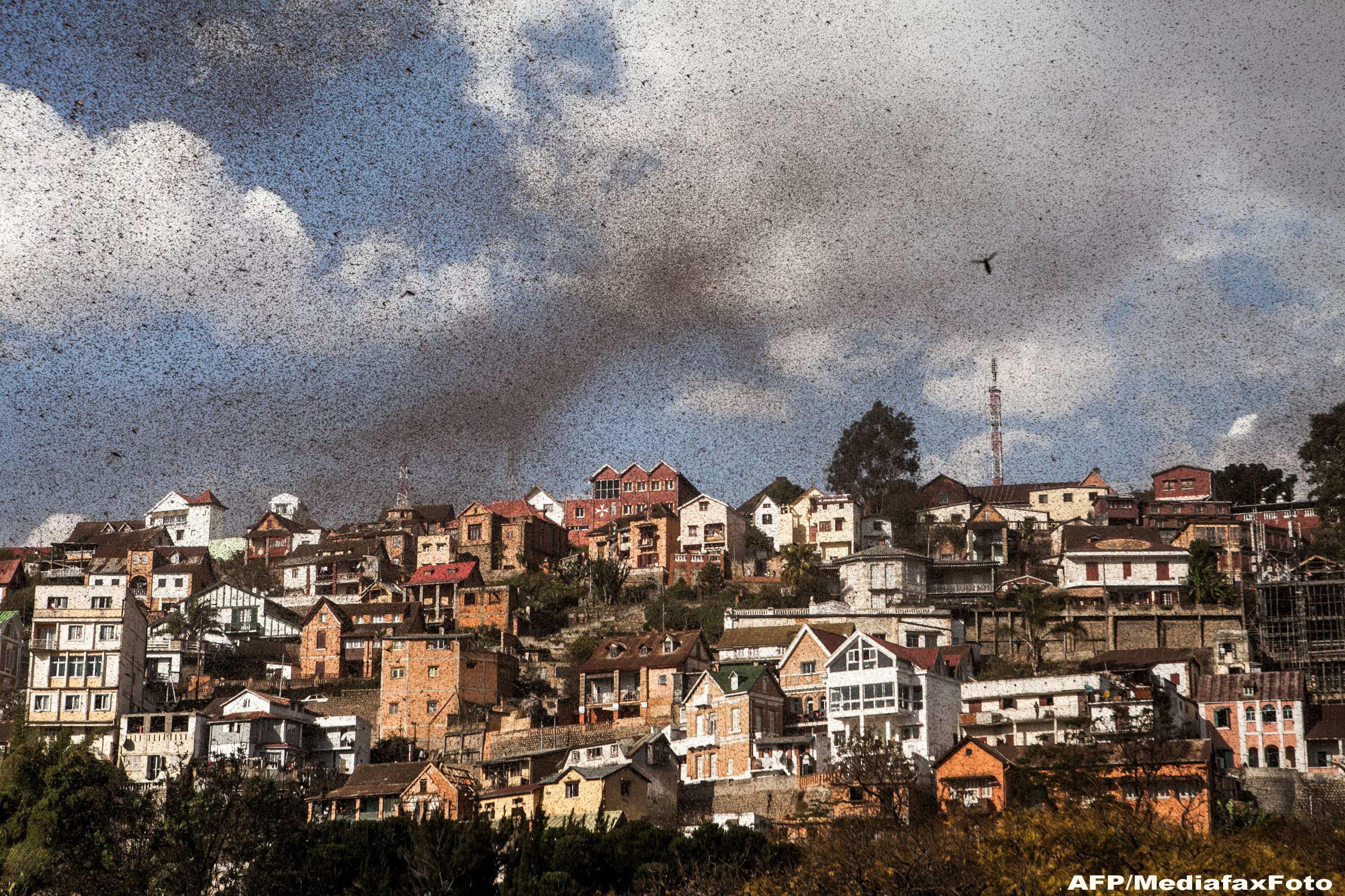 Invazie de lacuste in Madagascar