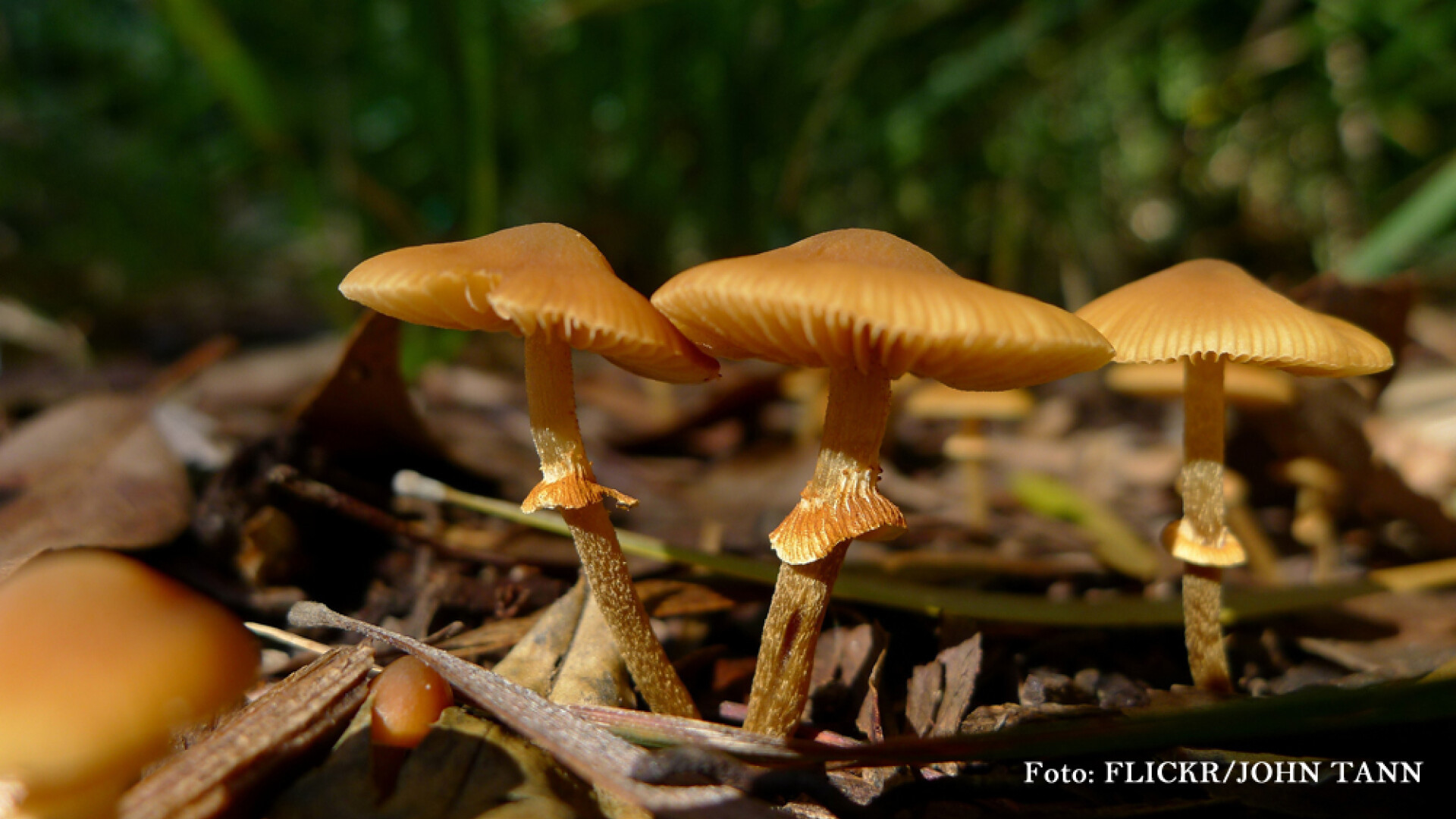 Romanii chiar fac paguba in ciuperci. Padurile din Franta au ajuns tinta gruparilor organizate de culegatori