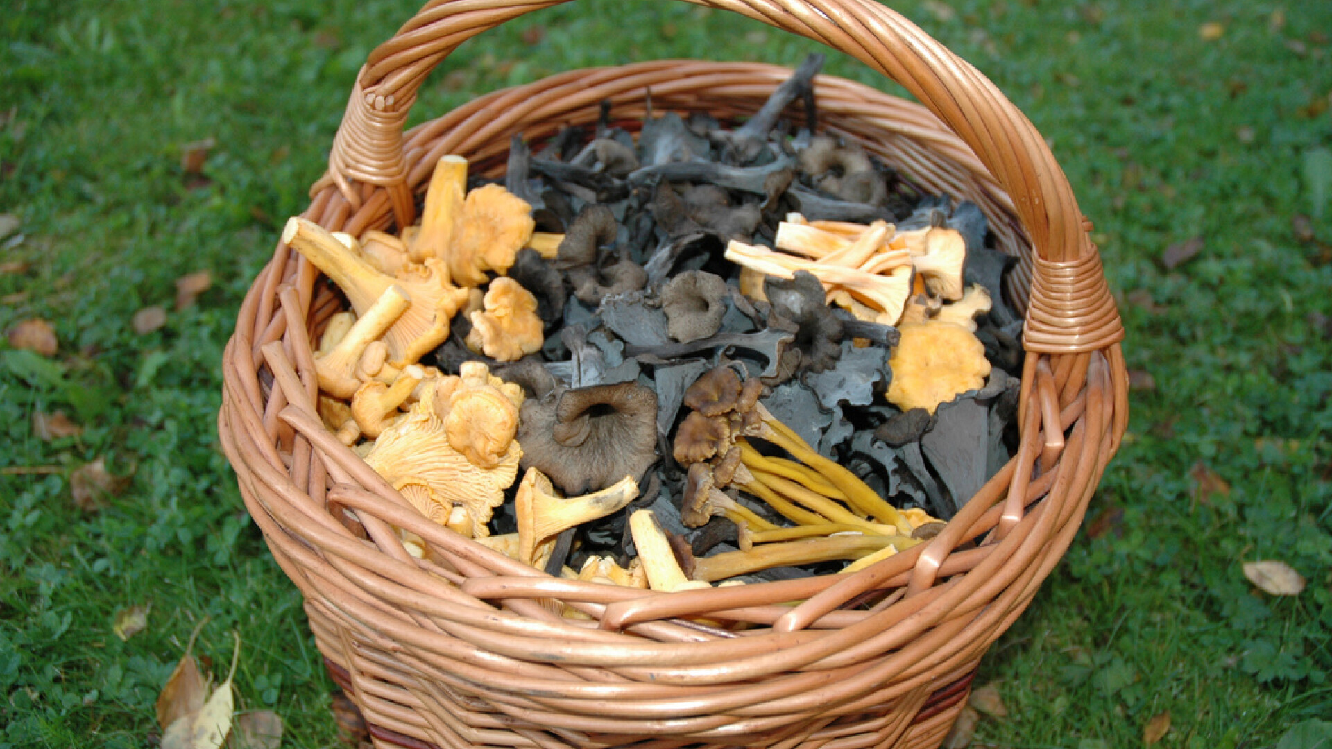 cos plin cu ciuperci