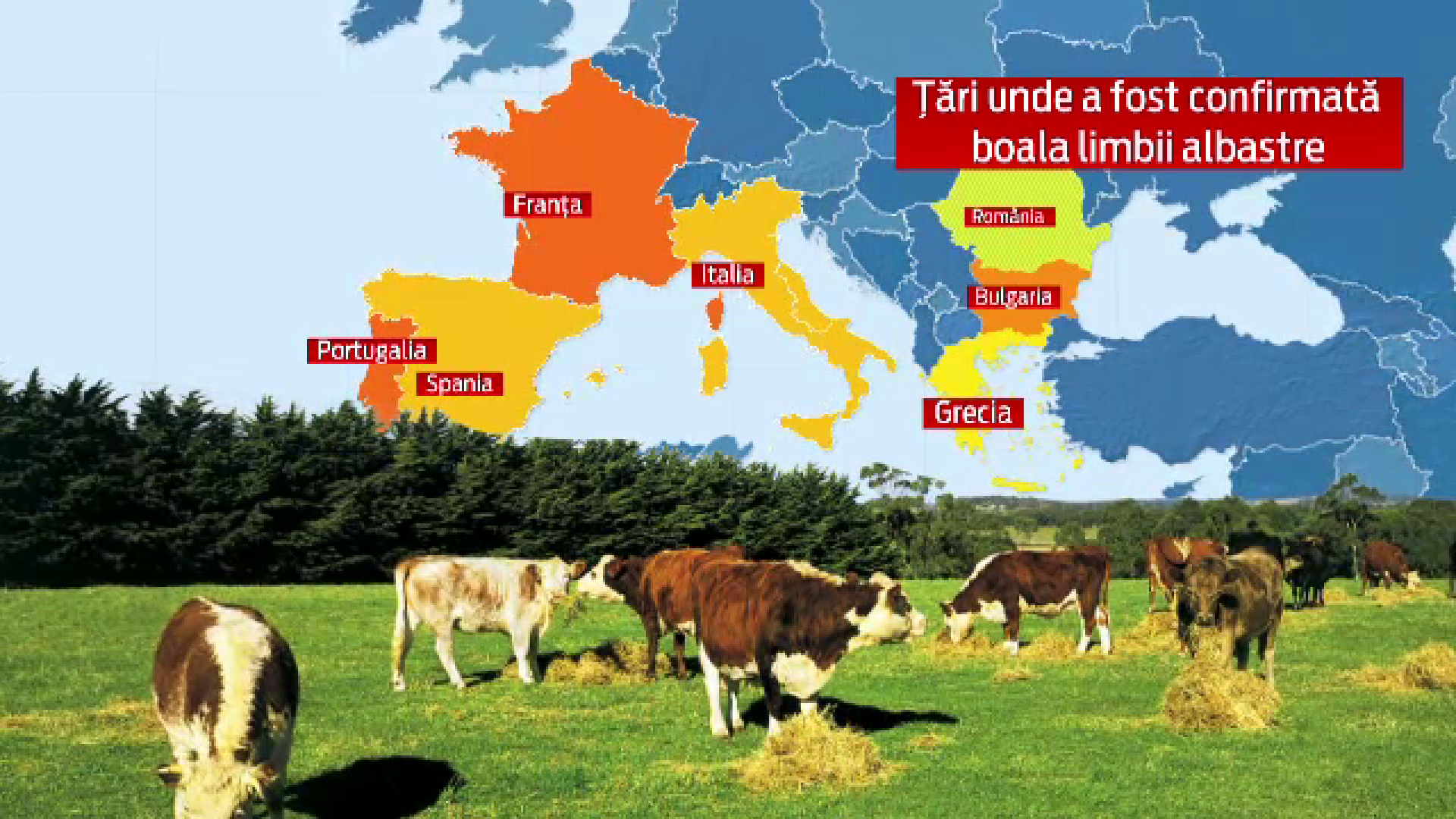 Boala limbii albastre ar putea duce la ieftinirea carnii de vita. Israelul si Iordania au blocat importurile de la noi