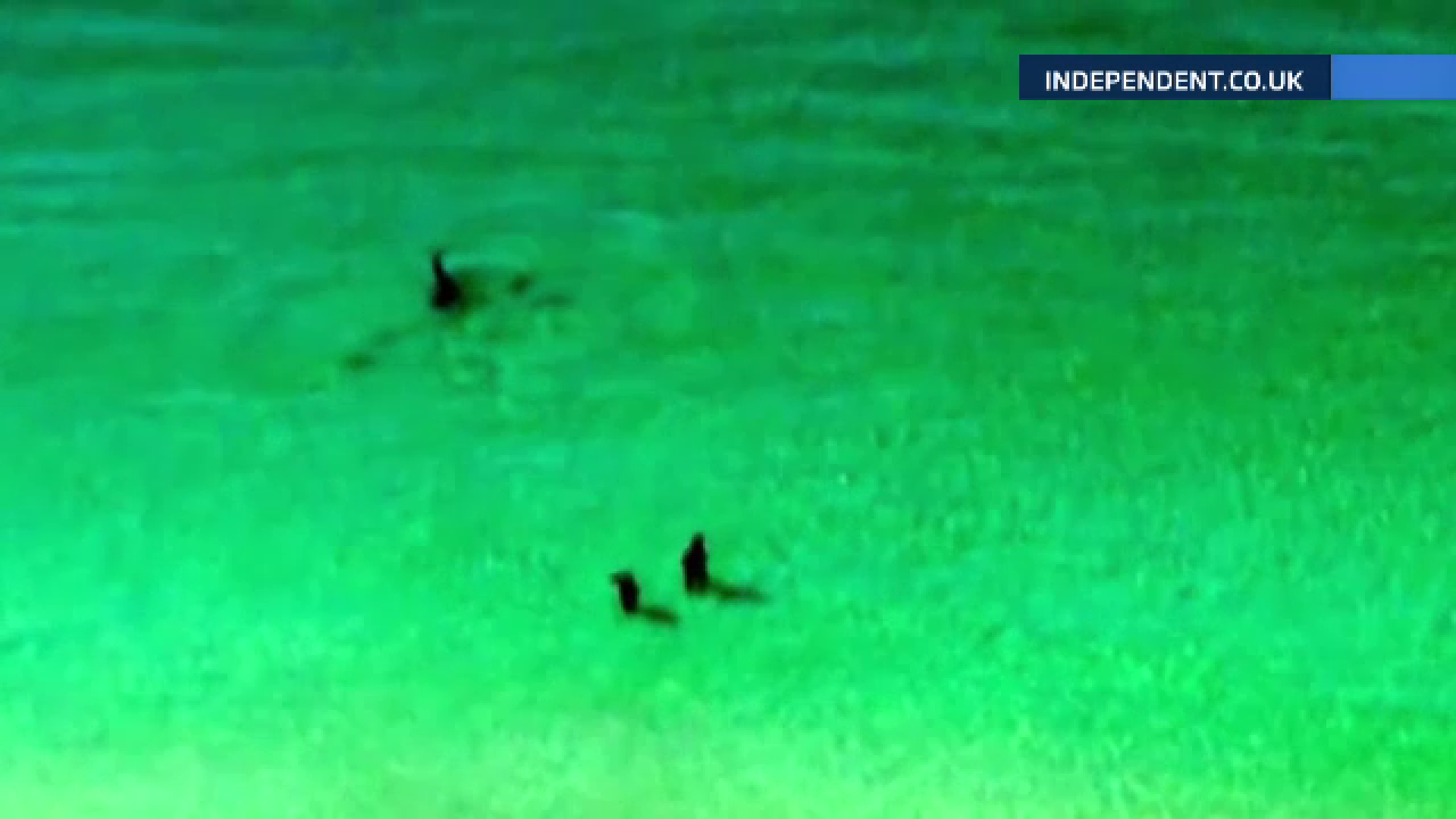 Cuplu urmarit de un rechin-ciocan aproape de mal, in Florida. Cum s-a terminat "aventura"