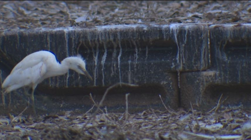 Imagini incredibile intr-un oras din Texas, invadat de o colonie de egrete. Solutia disperata a autoritatilor