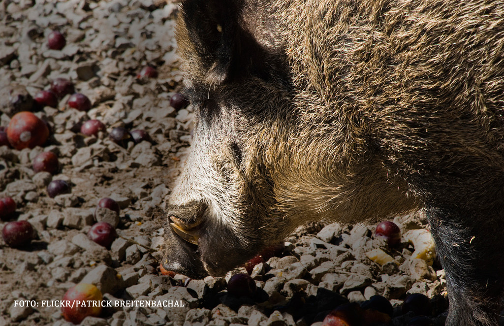 De ce mistretii din Germania sunt RADIOACTIVI. "Totusi, nu lumineaza noaptea"