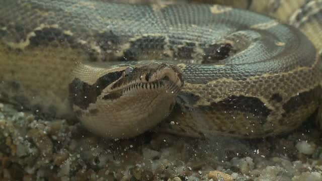 Padurea abandonatilor din Arad, locul unde animalele de companie sunt "uitate" de stapani. Printre ele sunt si doi pitoni