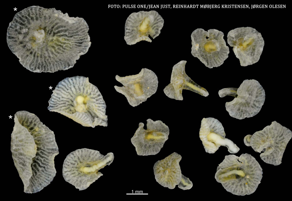 Creaturile care schimba tot ce se stia despre viata pe Pamant. Ar putea fi vechi de jumatate de MILIARD de ani
