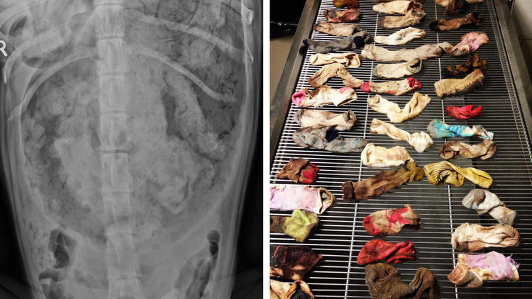 Un veterinar a gasit 43 de sosete in stomacul unui caine. Patrupedul a fost operat si se simte bine