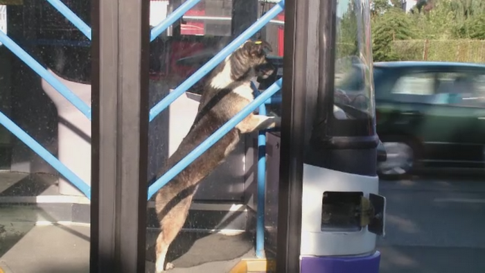 Relatia speciala dintre un maidanez si un sofer de autobuz din Timisoara. Patrupedul alearga prin tot orasul dupa masina