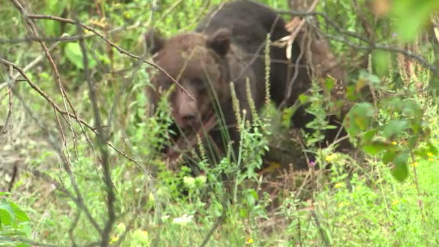 Urs de 150 de kilograme prins in sarmele unui gard. Localnicii au chemat vanatorii. Cum s-a incheiat toata povestea