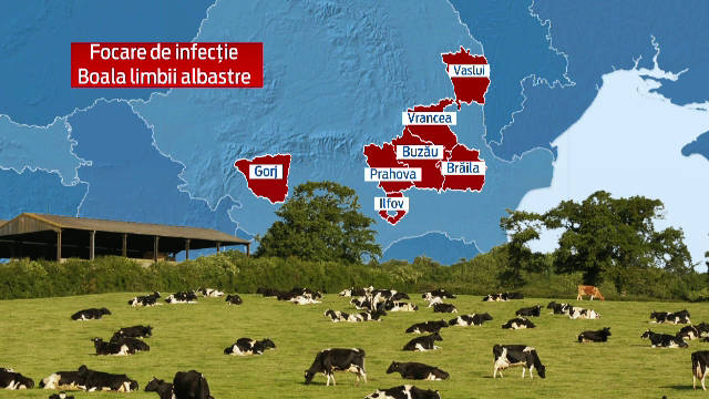 Boala limbii albastre a fost descoperita si in judetul Braila. Industria alimentara este grav afectata