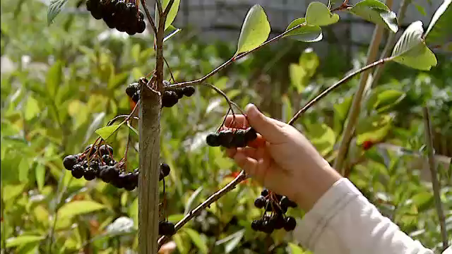 Fermierii renunta la culturile obisnuite si adopta unele exotice. Cat costa produsele din goji sau aronia "made in Romania"