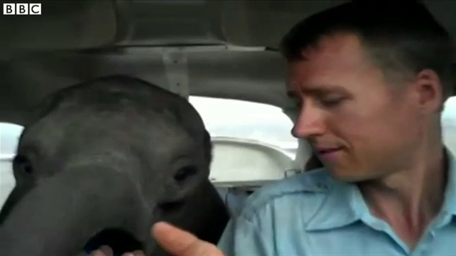 Un american a salvat un pui de elefant care a supravietuit unui masacru luandu-l in avionul sau