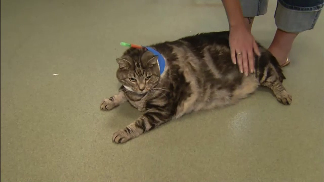 Un motan de 17 kilograme isi cauta o noua casa. Motivul pentru care fosta stapana l-a abandonat