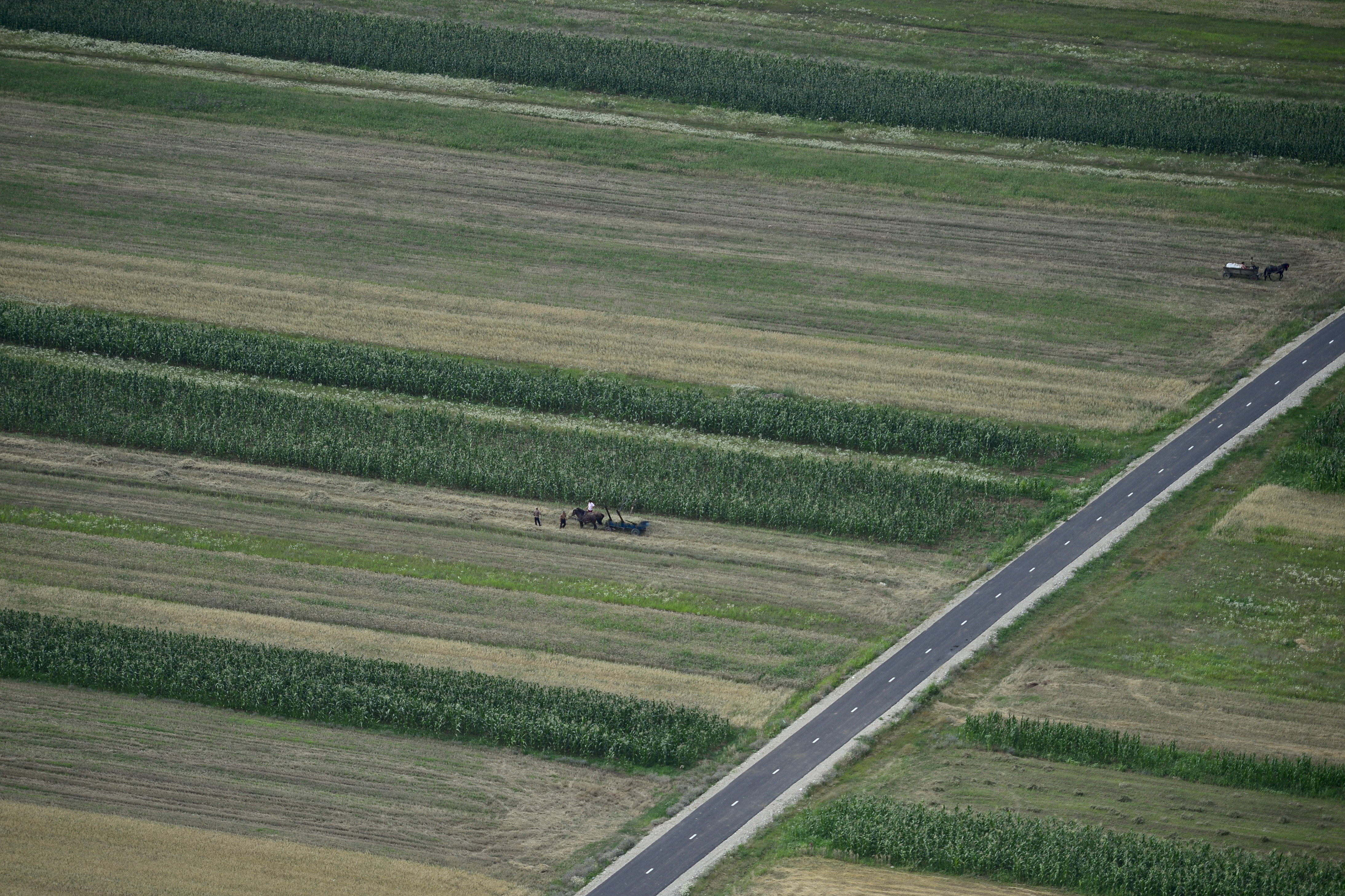 Coreea de Sud, Germania sau Ungaria cumpara, mai nou, din Romania. Culturile de soia, la mare cautare in randul strainilor